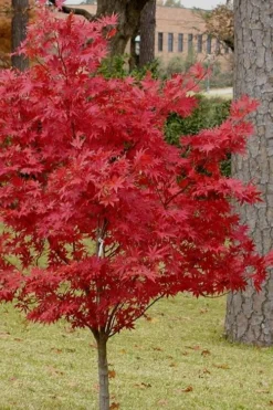 Pixie Dwarf Red Japanese Maple - 2 Gallon Pot -Cheap Green Garden Store Japanese Maple Pixie Dwarf 10
