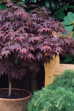 Pixie Dwarf Red Japanese Maple - 5 Gallon Pot -Cheap Green Garden Store Japanese Maple Pixie Dwarf 6 1