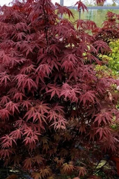 Pixie Dwarf Red Japanese Maple - 5 Gallon Pot -Cheap Green Garden Store Japanese Maple Pixie Dwarf 9 1