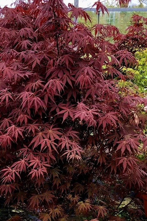 Pixie Dwarf Red Japanese Maple - 3 Gallon Pot 4 Pixie Dwarf Red Japanese Maple - 3 Gallon Pot - Image 4