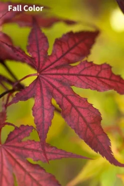 Purple Ghost Japanese Maple - 3 Gallon Pot -Cheap Green Garden Store Japanese Maple Purple Ghost 3 1
