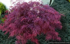 Red Dragon Dwarf Japanese Maple - 5 Gallon Pot -Cheap Green Garden Store Japanese Maple Red Dragon 21