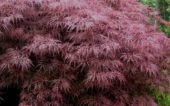 Red Dragon Dwarf Japanese Maple - 5 Gallon Pot -Cheap Green Garden Store Japanese Maple Red Dragon 3