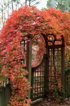 Ryusen Weeping Japanese Maple - 1 Gallon Pot -Cheap Green Garden Store Japanese Maple Ryusen 2