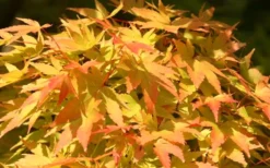 Sango Kaku Coral Bark Japanese Maple - 5 Gallon Pot -Cheap Green Garden Store Japanese Maple Sango Kaku 22