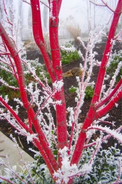 Sango Kaku Coral Bark Japanese Maple - 1 Gallon Pot -Cheap Green Garden Store Japanese Maple Sango Kaku Coral Bark 500x750 2