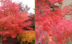 Seiryu Japanese Maple - 3 Gallon Pot 12 Seiryu Japanese Maple - 3 Gallon Pot -Cheap Green Garden Store Japanese Maple Seiryu Fall Color 1
