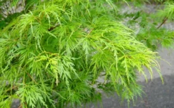 Seiryu Japanese Maple - 1 Gallon Pot -Cheap Green Garden Store Japanese Maple Seiryu Spring Color 2