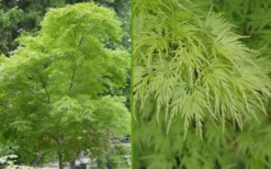Seiryu Japanese Maple - 3 Gallon Pot 15 Seiryu Japanese Maple - 3 Gallon Pot -Cheap Green Garden Store Japanese Maple Seiryu Summer Color 1