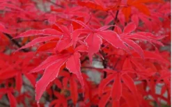 Shirazz Japanese Maple - 5 Gallon Pot (4-5') 13 Shirazz Japanese Maple - 5 Gallon Pot (4-5') -Cheap Green Garden Store Japanese Maple Shirazz 10