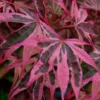 Shirazz Japanese Maple - 5 Gallon Pot (4-5')