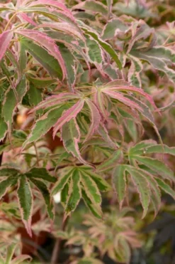 Shirazz Japanese Maple - 5 Gallon Pot (4-5') 12 Shirazz Japanese Maple - 5 Gallon Pot (4-5') -Cheap Green Garden Store Japanese Maple Shirazz 13