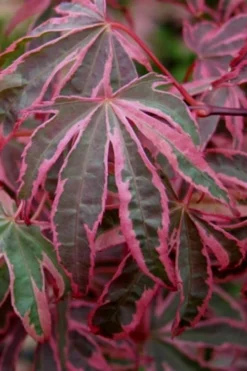 Shirazz Japanese Maple - 5 Gallon Pot (4-5') 11 Shirazz Japanese Maple - 5 Gallon Pot (4-5') -Cheap Green Garden Store Japanese Maple Shirazz 6