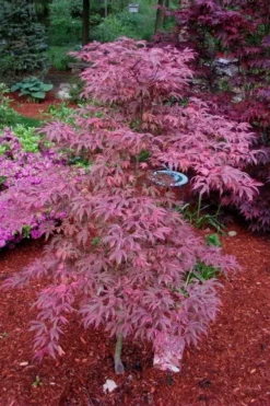 Shirazz Japanese Maple - 5 Gallon Pot (4-5') 10 Shirazz Japanese Maple - 5 Gallon Pot (4-5') -Cheap Green Garden Store Japanese Maple Shirazz 7