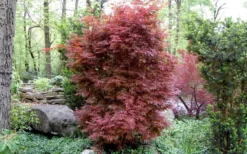 Skeeter's Broom Japanese Maple - 1 Gallon Pot -Cheap Green Garden Store Japanese Maple Skeeters Broom