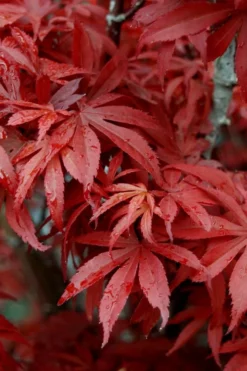 Skeeter's Broom Japanese Maple - 2 Gallon Pot -Cheap Green Garden Store Japanese Maple Skeeters Broom 6 1