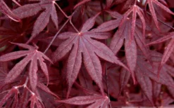 Bloodgood Red Leaf Japanese Maple - 2 Gallon Pot -Cheap Green Garden Store Japanese Maple Spring Foliage