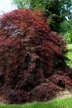 Tamukeyama Dwarf Red Japanese Maple - 3 Gallon Pot -Cheap Green Garden Store Japanese Maple Tamukeyama 10 1
