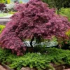 Tamukeyama Dwarf Red Japanese Maple - 3 Gallon Pot