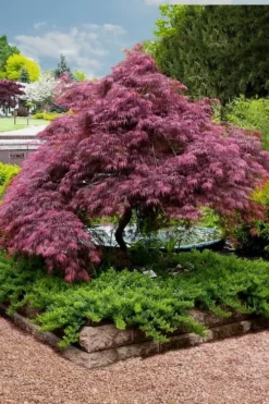 Tamukeyama Dwarf Red Japanese Maple - 5 Gallon Pot (High Grafted Tree Form) 11 Tamukeyama Dwarf Red Japanese Maple - 5 Gallon Pot (High Grafted Tree Form) -Cheap Green Garden Store Japanese Maple Tamukeyama 11 2