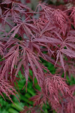 Tamukeyama Dwarf Red Japanese Maple - 3 Gallon Pot -Cheap Green Garden Store Japanese Maple Tamukeyama 13 1