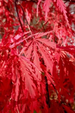Tamukeyama Dwarf Red Japanese Maple - 5 Gallon Pot (High Grafted Tree Form) 10 Tamukeyama Dwarf Red Japanese Maple - 5 Gallon Pot (High Grafted Tree Form) -Cheap Green Garden Store Japanese Maple Tamukeyama 14 2