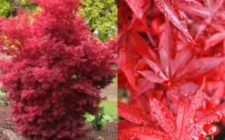 Twombly's Red Sentinel Japanese Maple - 3 Gallon Pot 13 Twombly's Red Sentinel Japanese Maple - 3 Gallon Pot -Cheap Green Garden Store Japanese Maple Twomblys Red Sentinel Fall Color 2