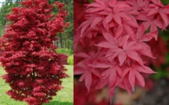 Twombly's Red Sentinel Japanese Maple - 2 Gallon Pot (3-4') 11 Twombly's Red Sentinel Japanese Maple - 2 Gallon Pot (3-4') -Cheap Green Garden Store Japanese Maple Twomblys Red Sentinel Spring 1