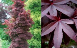 Twombly's Red Sentinel Japanese Maple - 3 Gallon Pot 12 Twombly's Red Sentinel Japanese Maple - 3 Gallon Pot -Cheap Green Garden Store Japanese Maple Twomblys Red Sentinel Summer 2