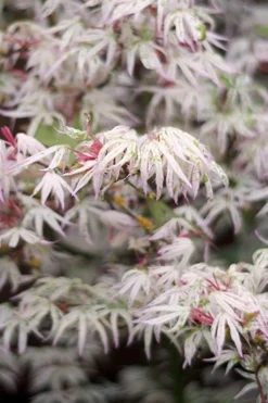 Ukigumo Floating Cloud Ghost Japanese Maple - 5 Gallon Pot