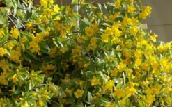 Butterscotch Yellow Jasmine (Jessamine) Gelsemium Sempervirens - 3 Gallon Pot -Cheap Green Garden Store Jasmine Butterscotch 51