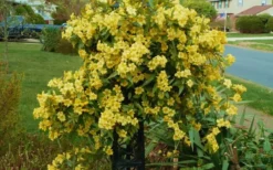 Butterscotch Yellow Jasmine (Jessamine) Gelsemium Sempervirens - 3 Gallon Pot -Cheap Green Garden Store Jasmine Butterscotch 52