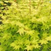 Summer Gold Japanese Maple - 3 Gallon Pot