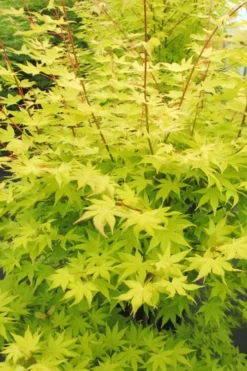 Cheap Green Garden Store 34 Summer Gold Japanese Maple - 3 Gallon Pot