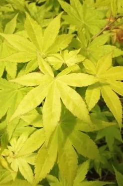 Summer Gold Japanese Maple - 3 Gallon Pot 8 Summer Gold Japanese Maple - 3 Gallon Pot -Cheap Green Garden Store Jpanese Maple Summer Gold Rev 500x750 2