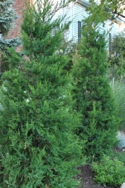 Hetzi Columnar Juniper - 7 Gallon Pot (5-6')