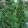 Hetzi Columnar Juniper - 7 Gallon Pot (4-5')