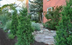 Hetzi Columnar Juniper - 7 Gallon Pot (4-5') -Cheap Green Garden Store Juniper Hetzi Columnar Landscape 1