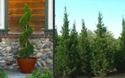 Hetzi Columnar Juniper - 7 Gallon Pot (4-5') -Cheap Green Garden Store Juniper Hetzi Columnar Landscape 2 1