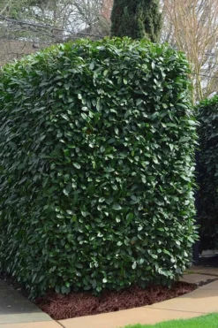 Schip Laurel (Prunus Laurocersasus 'Schipkaensis') - 2 Gallon Pot -Cheap Green Garden Store Laurel Schip 2