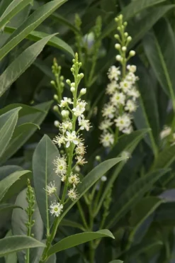 Schip Laurel (Prunus Laurocersasus 'Schipkaensis') - 1 Gallon Pot -Cheap Green Garden Store Laurel Schip 3 2