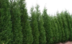 Leyland Cypress - 3 Gallon Pot -Cheap Green Garden Store Leyland Cypress 51