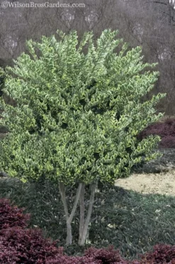 Jack Frost Ligustrum (Privet) - 3 Gallon Pot -Cheap Green Garden Store Ligustrum Jack Frost 8