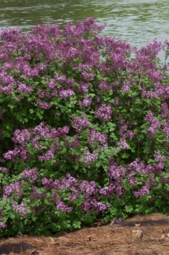Bloomerang Dark Purple Lilac - 2 Gallon Pot -Cheap Green Garden Store Lilac Bloomerang Dark Purple 11