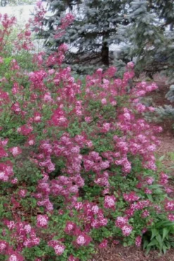 Red Pixie Lilac - Syringa Hybrid - 3 Gallon Pot -Cheap Green Garden Store Lilac Red Pixie 1 1