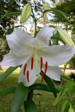 Casablanca Oriental Lily - 1 Gallon Pot -Cheap Green Garden Store Lilium Casablanca 1