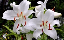 Casablanca Oriental Lily - 1 Gallon Pot -Cheap Green Garden Store Lilium Casablanca 2