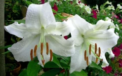 Casablanca Oriental Lily - 1 Gallon Pot -Cheap Green Garden Store Lilium Casablanca 4