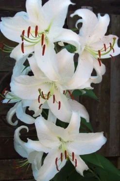 Casablanca Oriental Lily - 1 Gallon Pot -Cheap Green Garden Store Lilium Casablanca 5