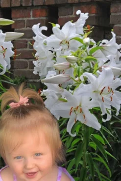 Casablanca Oriental Lily - 1 Gallon Pot -Cheap Green Garden Store Lilium Casablanca 8